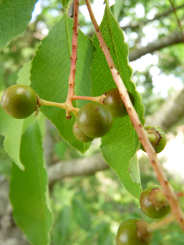 Fruit en forme de petites drupes noires à maturité. Agrandir dans une nouvelle fenêtre (ou onglet)